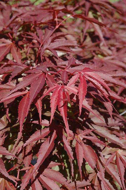 Acer Shirasawanum 'red Dawn' - View 10 from www redcrocus com