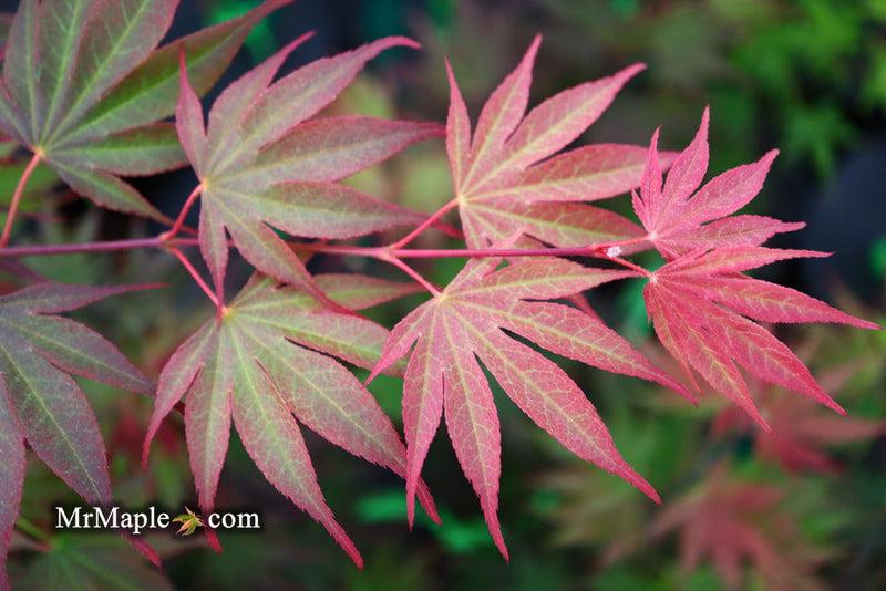 Acer Shirasawanum 'red Dawn' - View 12 from www redcrocus com