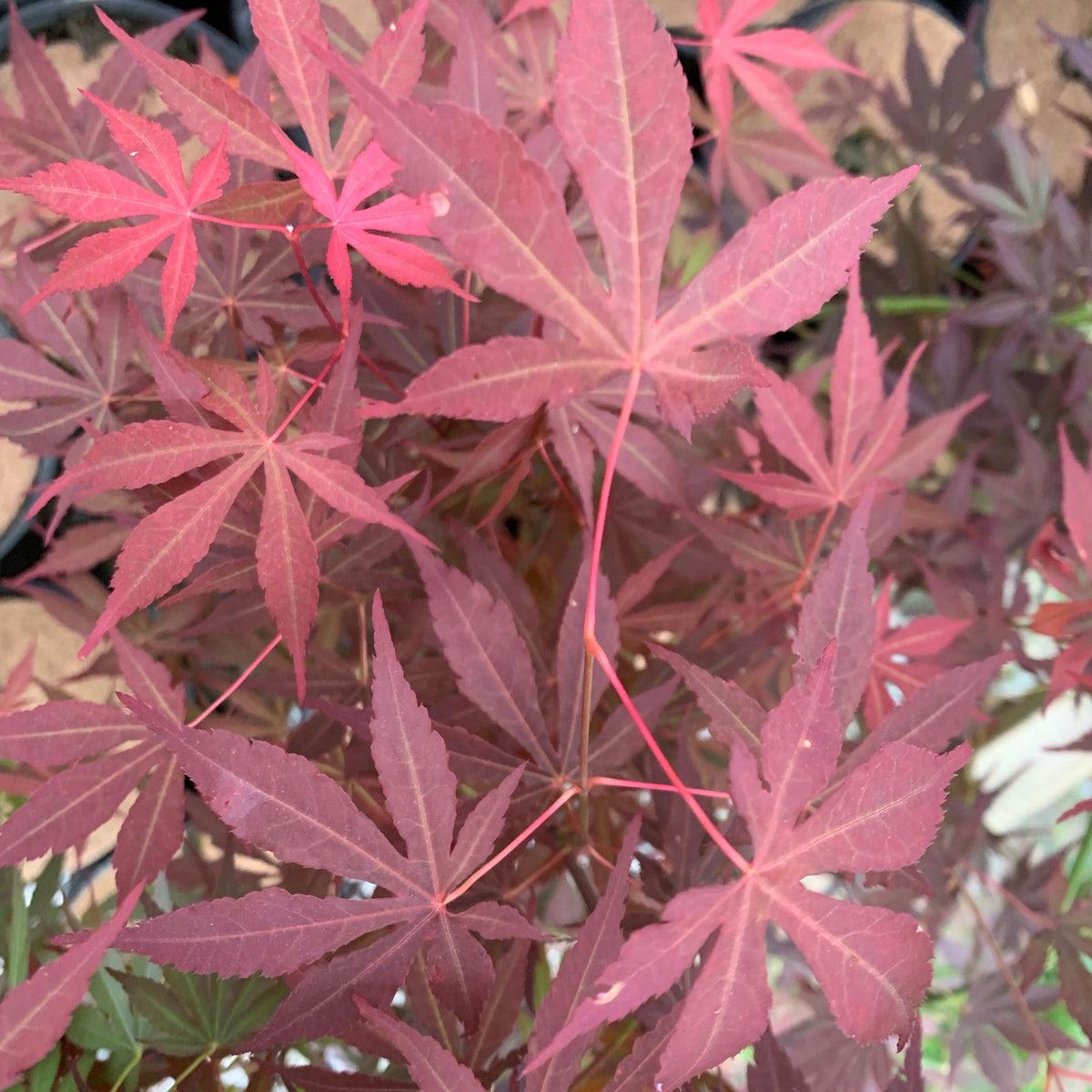 Acer Shirasawanum 'red Dawn' - View 13 from www redcrocus com