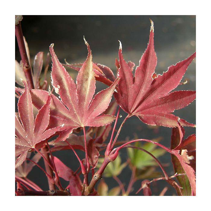 Acer Shirasawanum 'red Dawn' - View 14 from www redcrocus com