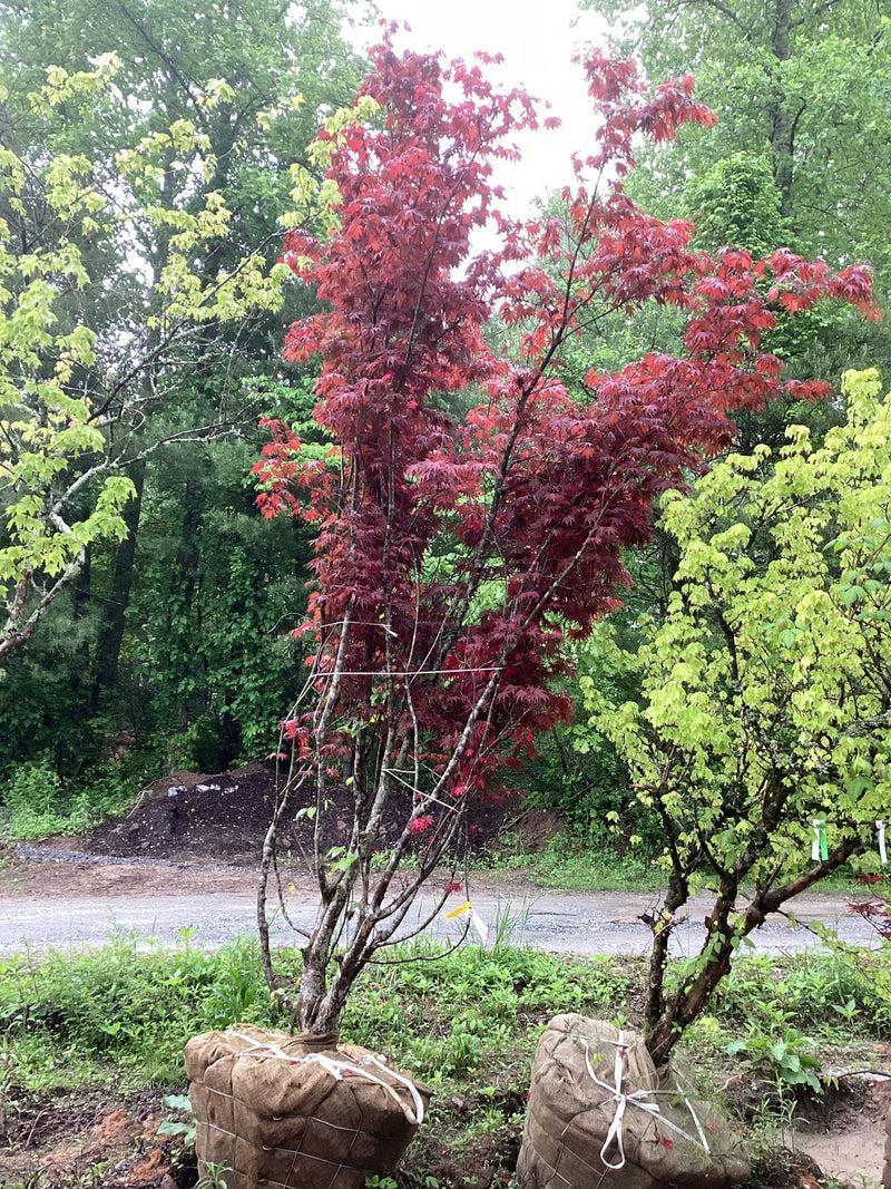 Acer Shirasawanum 'red Dawn' - View 16 from www redcrocus com