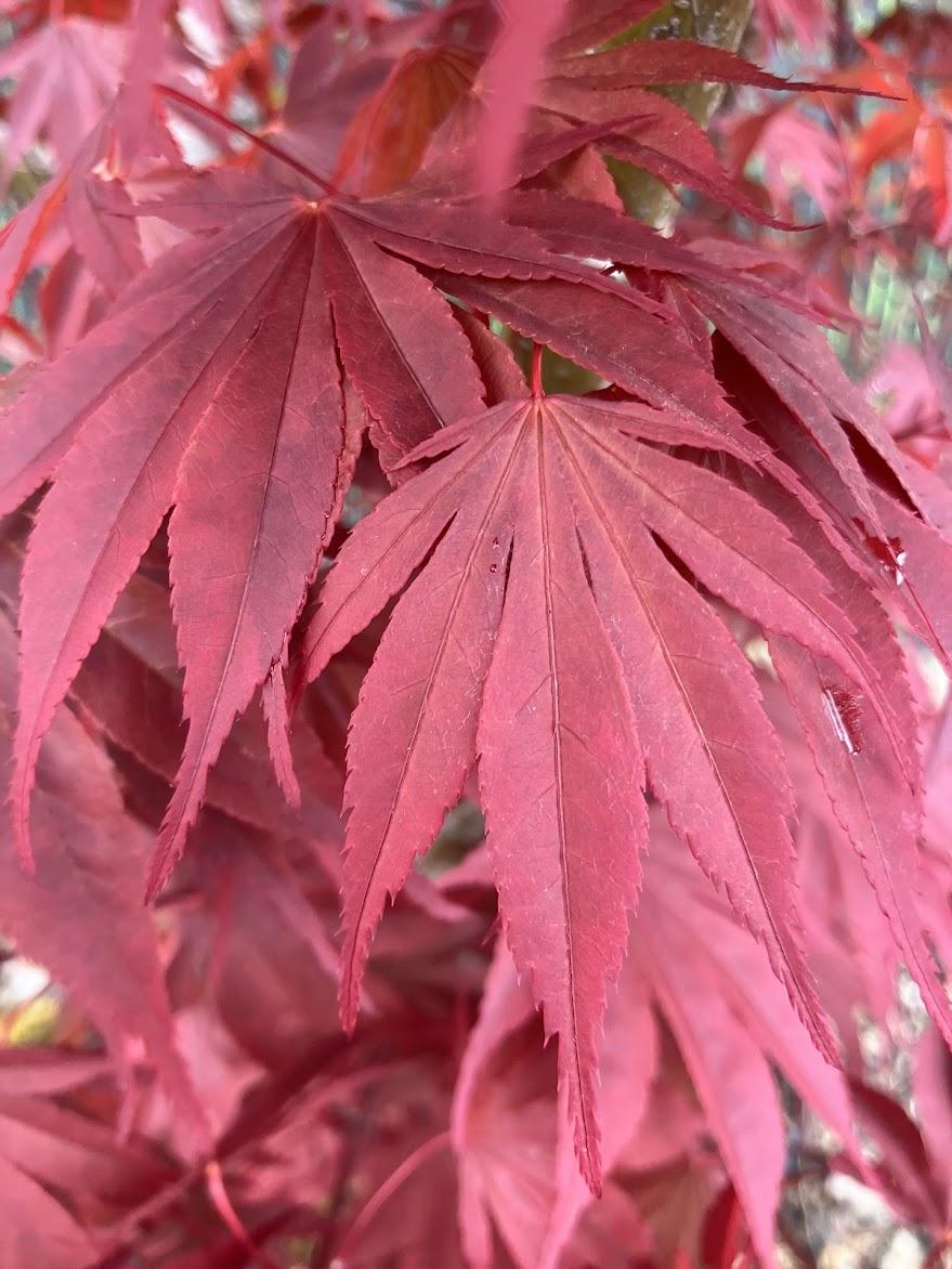 Acer Shirasawanum 'red Dawn' - View 17 from www redcrocus com