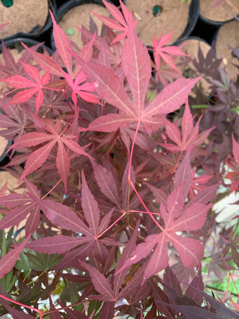 Acer Shirasawanum 'red Dawn' - View 19 from www redcrocus com