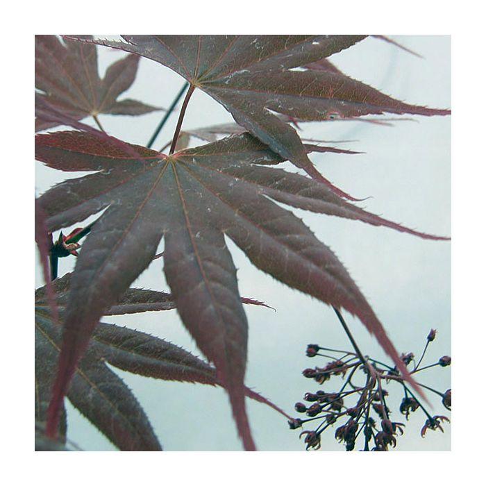 Acer Shirasawanum 'red Dawn' - View 21 from www redcrocus com