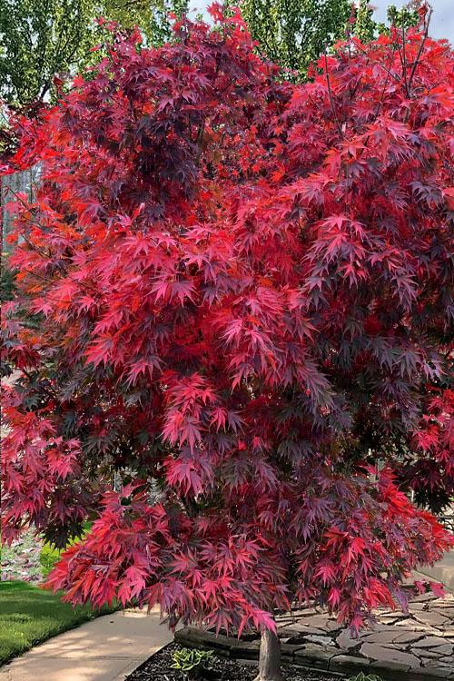 Acer Shirasawanum 'red Dawn' - View 22 from www redcrocus com