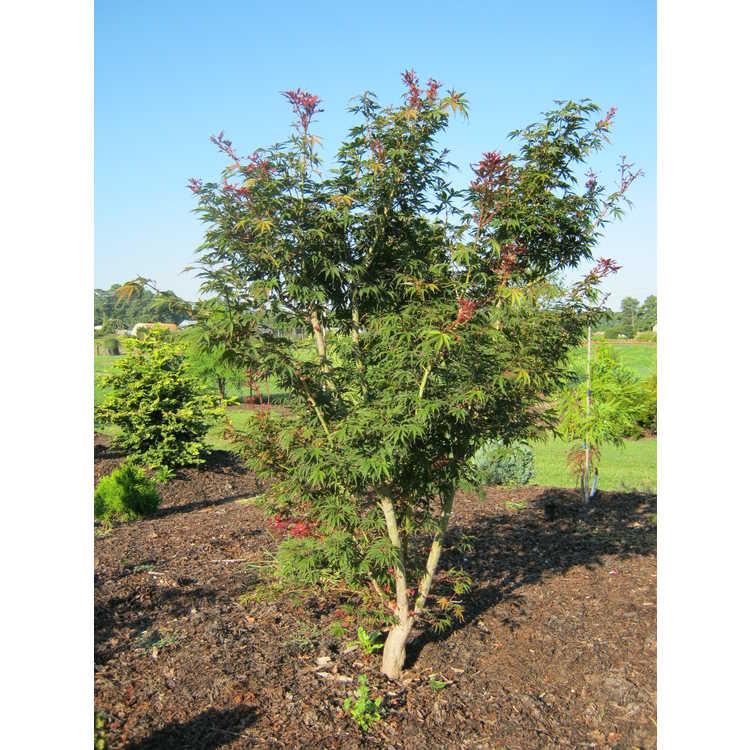 Acer Shirasawanum 'red Dawn' - View 23 from www redcrocus com