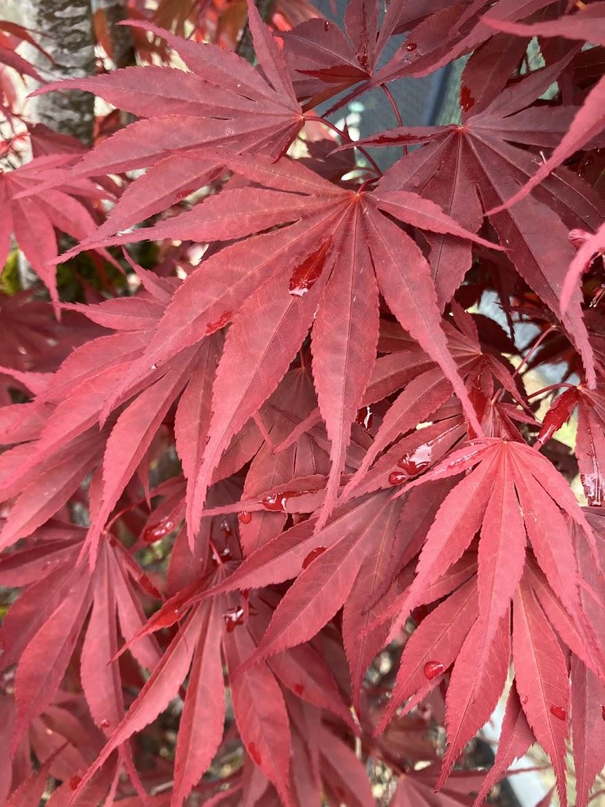 Acer Shirasawanum 'red Dawn' - View 24 from www redcrocus com