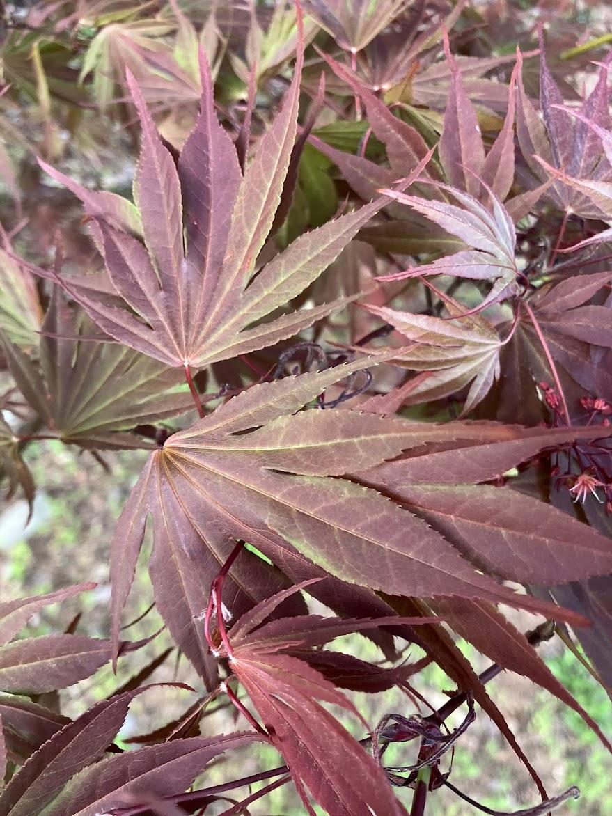 Acer Shirasawanum 'red Dawn' - View 26 from www redcrocus com