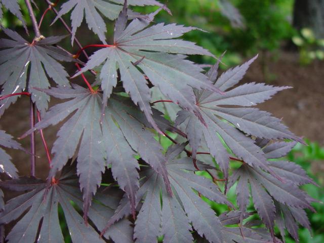 Acer Shirasawanum 'red Dawn' - View 2 from www redcrocus com