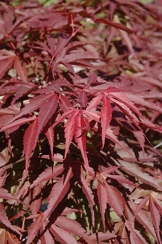 Acer Shirasawanum 'red Dawn' - View 30 from www redcrocus com