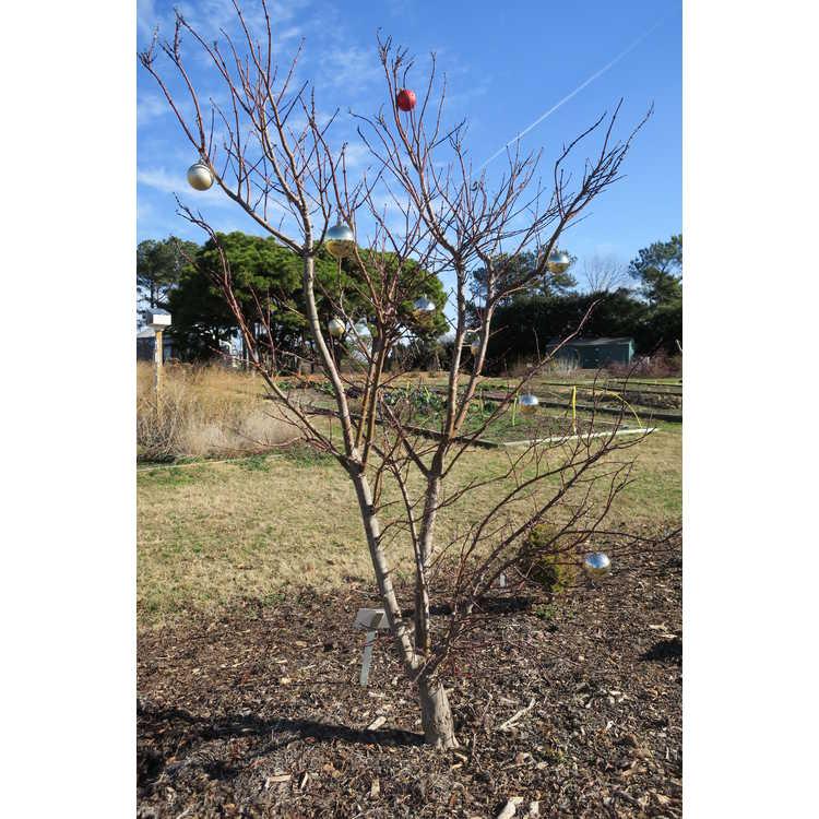Acer Shirasawanum 'red Dawn' - View 31 from www redcrocus com