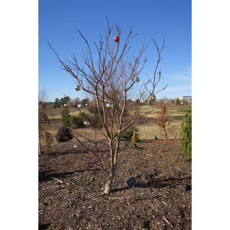 Acer Shirasawanum 'red Dawn' - View 32 from www redcrocus com