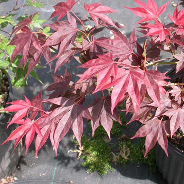 Acer Shirasawanum 'red Dawn' - View 3 from www redcrocus com