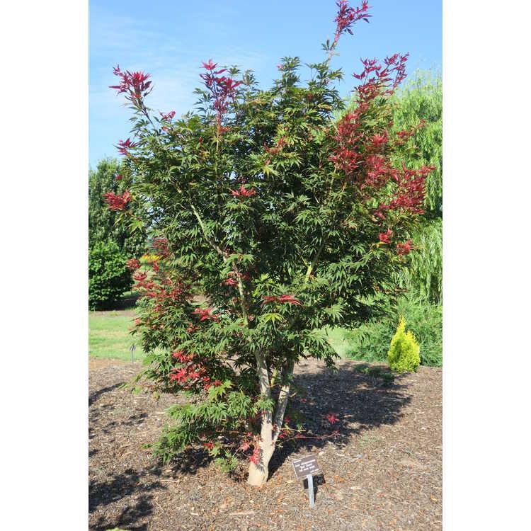 Acer Shirasawanum 'red Dawn' - View 4 from www redcrocus com