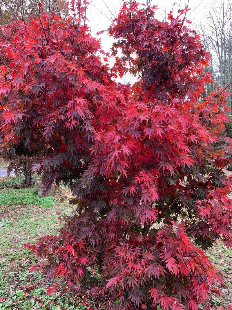Acer Shirasawanum 'red Dawn' - View 5 from www redcrocus com