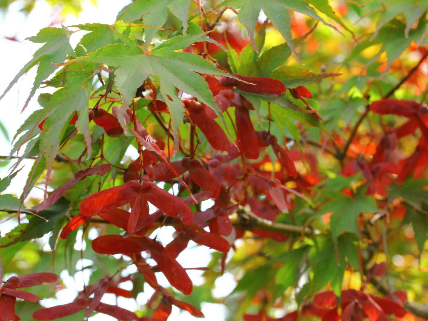 Acer Shirasawanum 'red Dawn' - View 6 from www redcrocus com