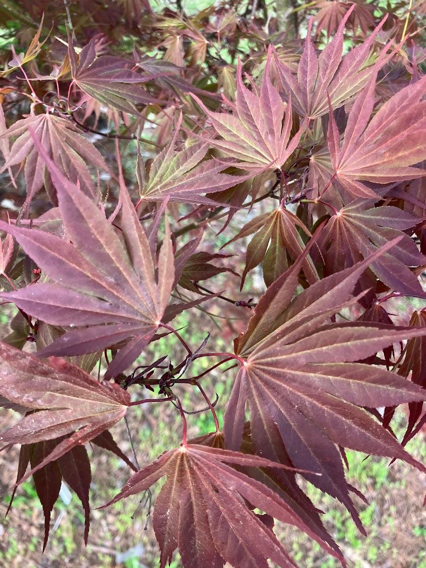 Acer Shirasawanum 'red Dawn' - View 9 from www redcrocus com