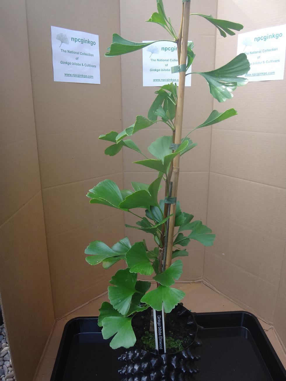 Ginkgo Biloba Elmwood Single Stem - View 10 from www redcrocus com