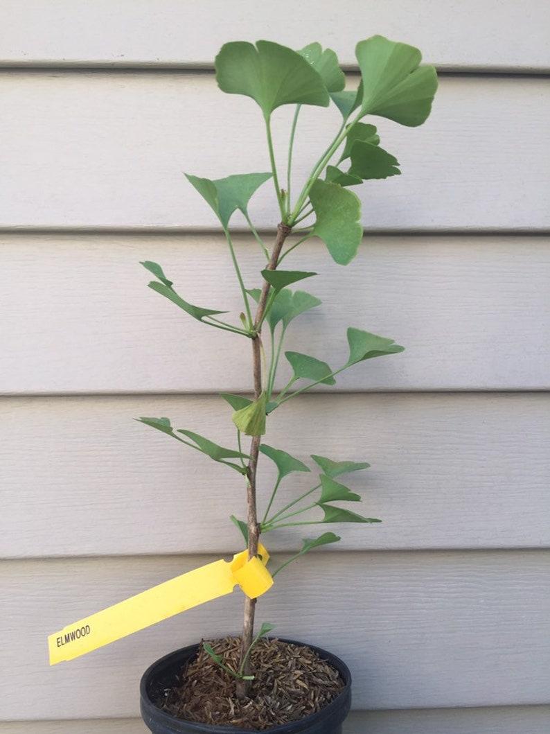 Ginkgo Biloba Elmwood Single Stem - View 13 from www redcrocus com