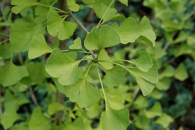 Ginkgo Biloba Elmwood Single Stem - View 2 from www redcrocus com