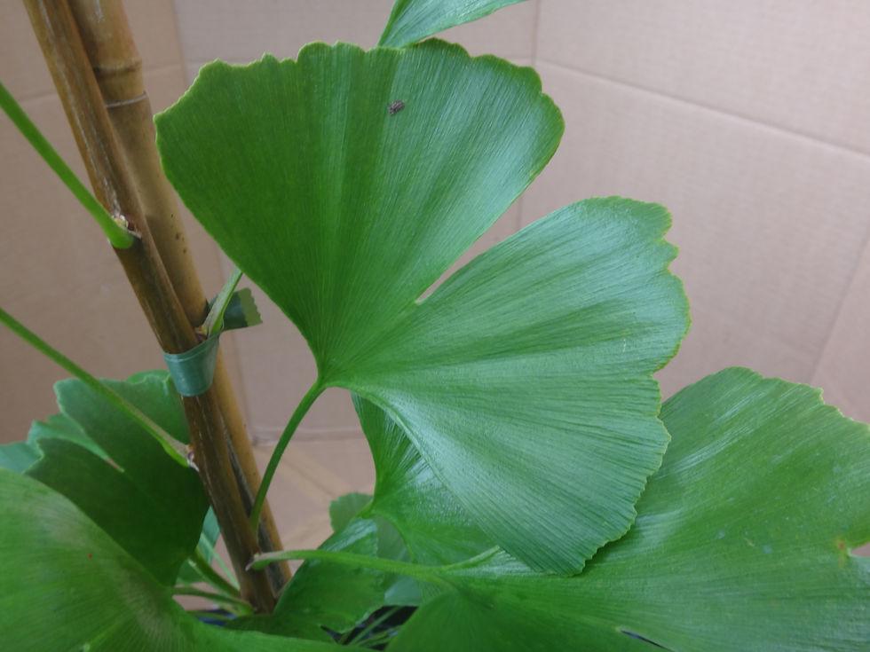 Ginkgo Biloba Elmwood Single Stem - View 4 from www redcrocus com