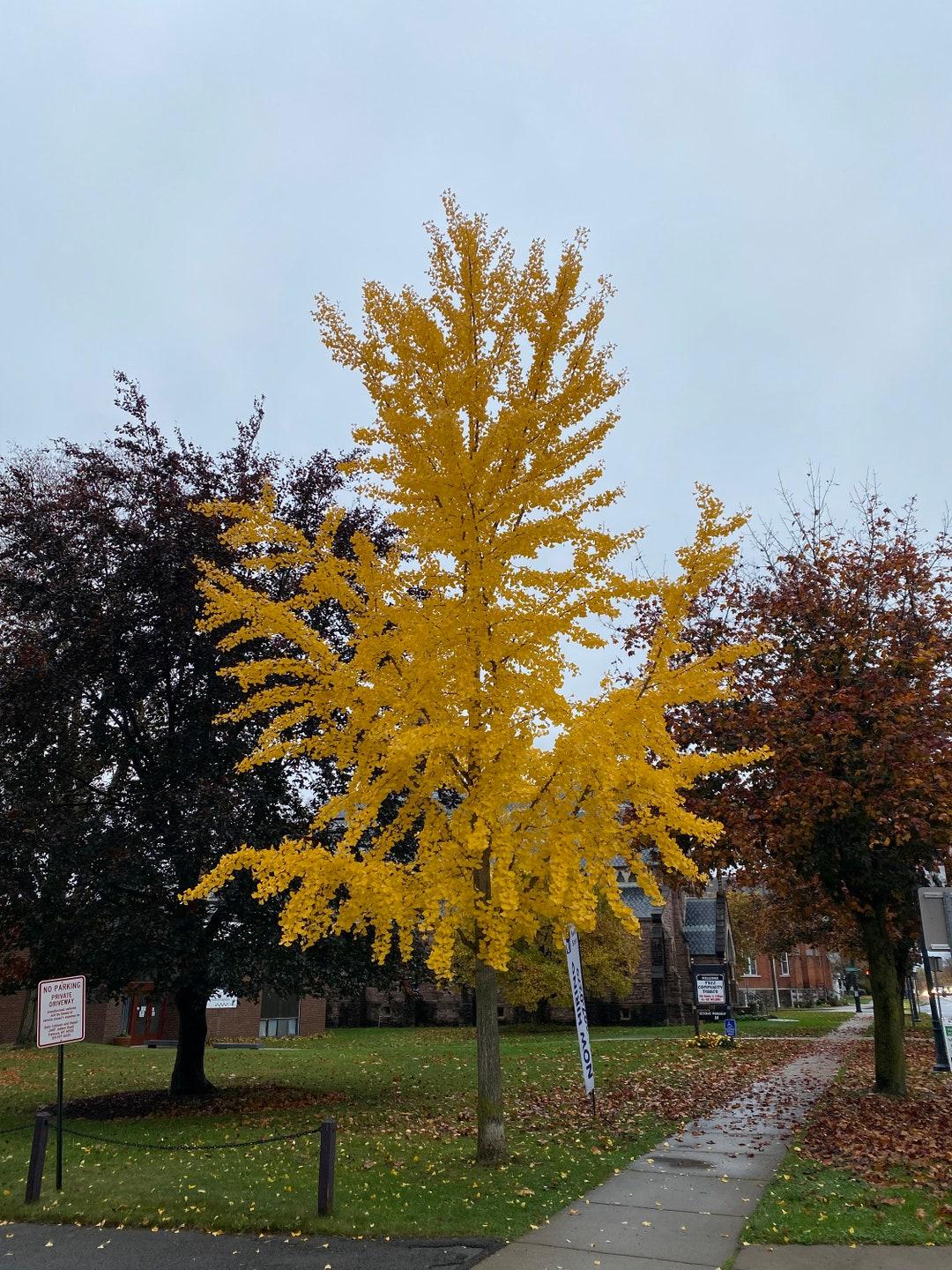 Ginkgo Biloba Elmwood Single Stem - View 9 from www redcrocus com