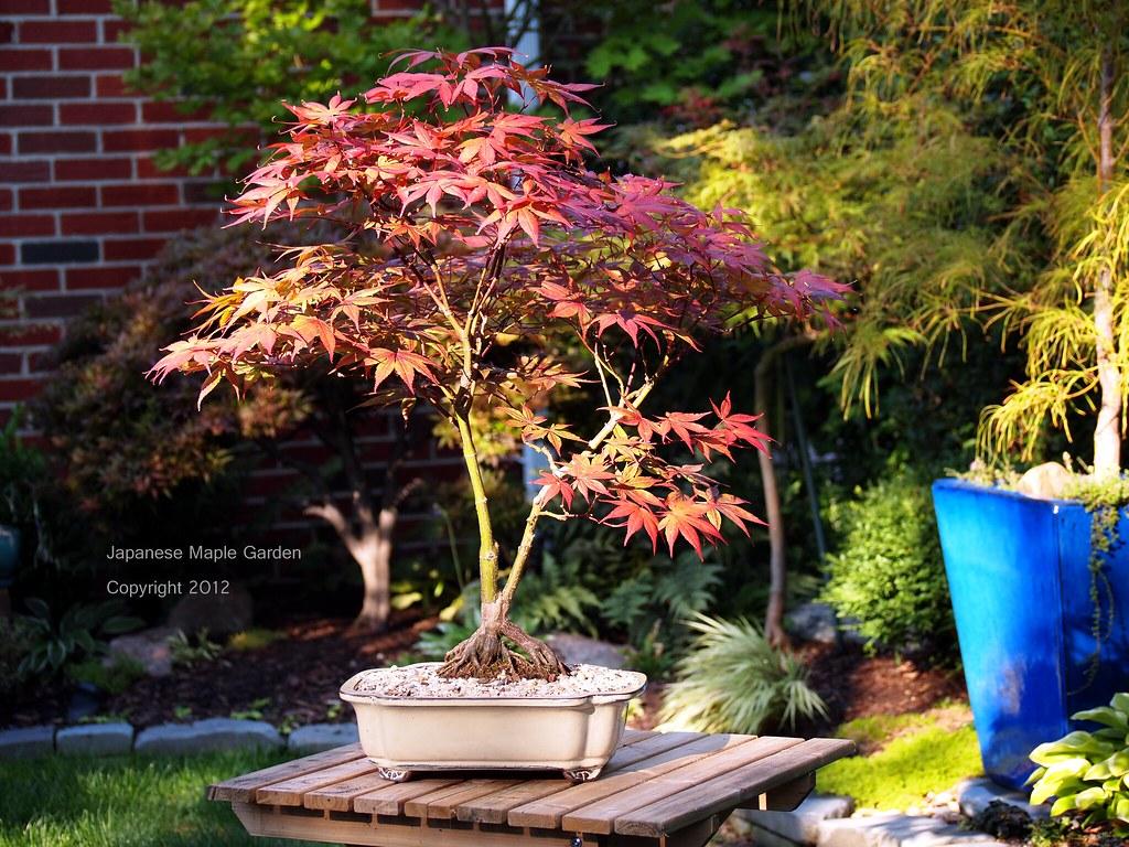Acer Palmatum Bloodgood Single Stem - View 17 from www redcrocus com
