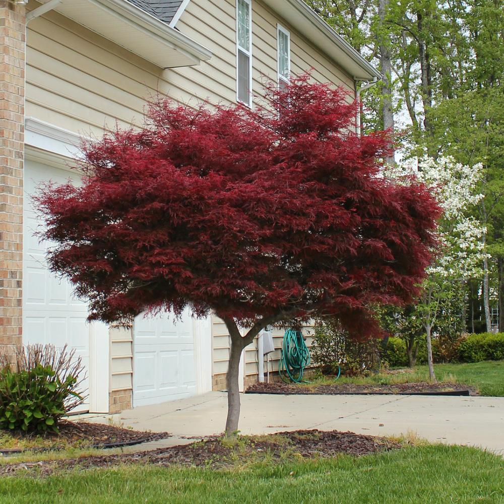 Acer Palmatum Bloodgood Single Stem - View 3 from www redcrocus com