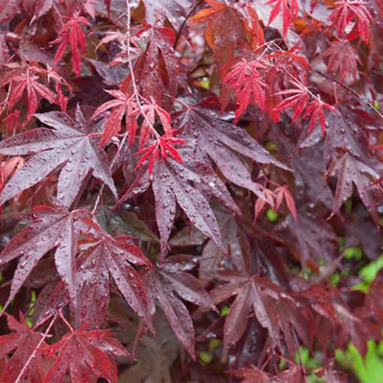 Acer Palmatum Bloodgood Single Stem - View 7 from www redcrocus com