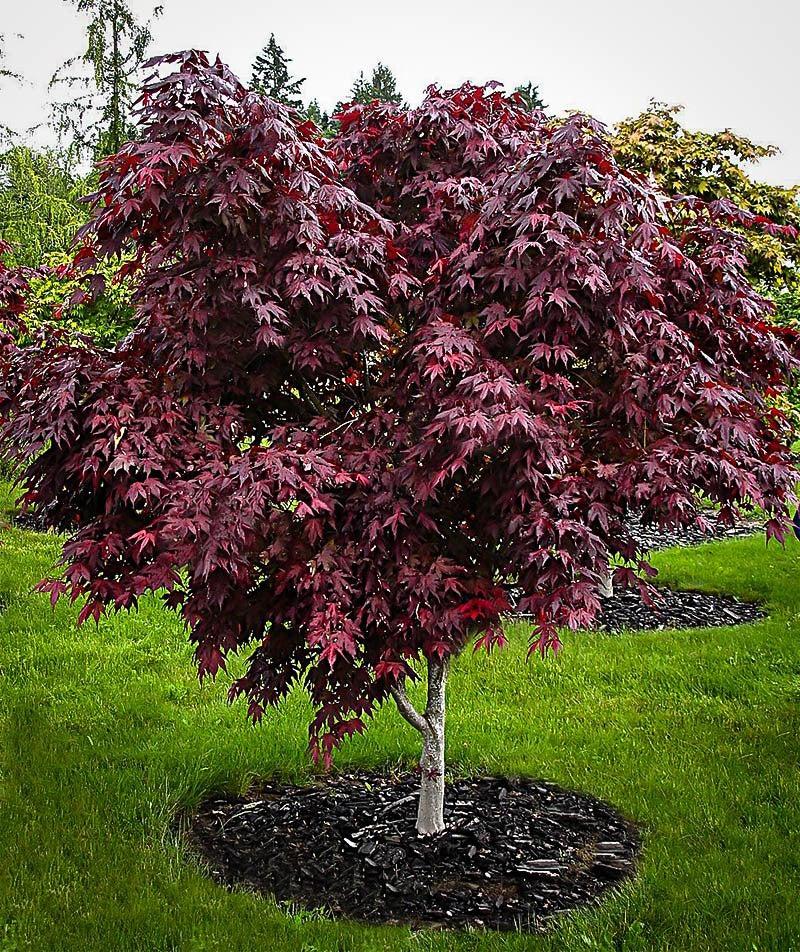 Acer Palmatum Bloodgood Single Stem - View 9 from www redcrocus com