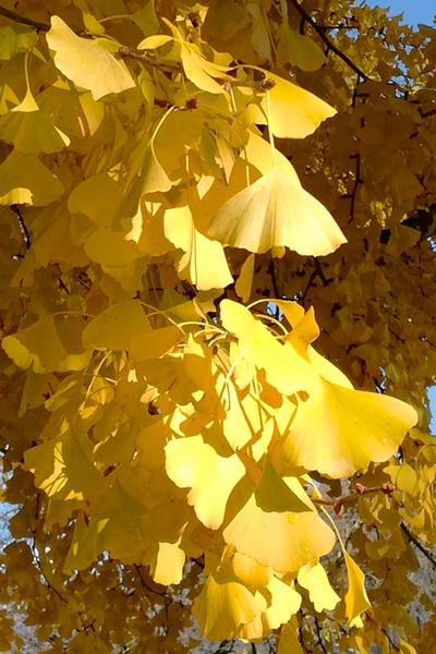 Ginkgo Biloba The President Single Stem - View 12 from www redcrocus com