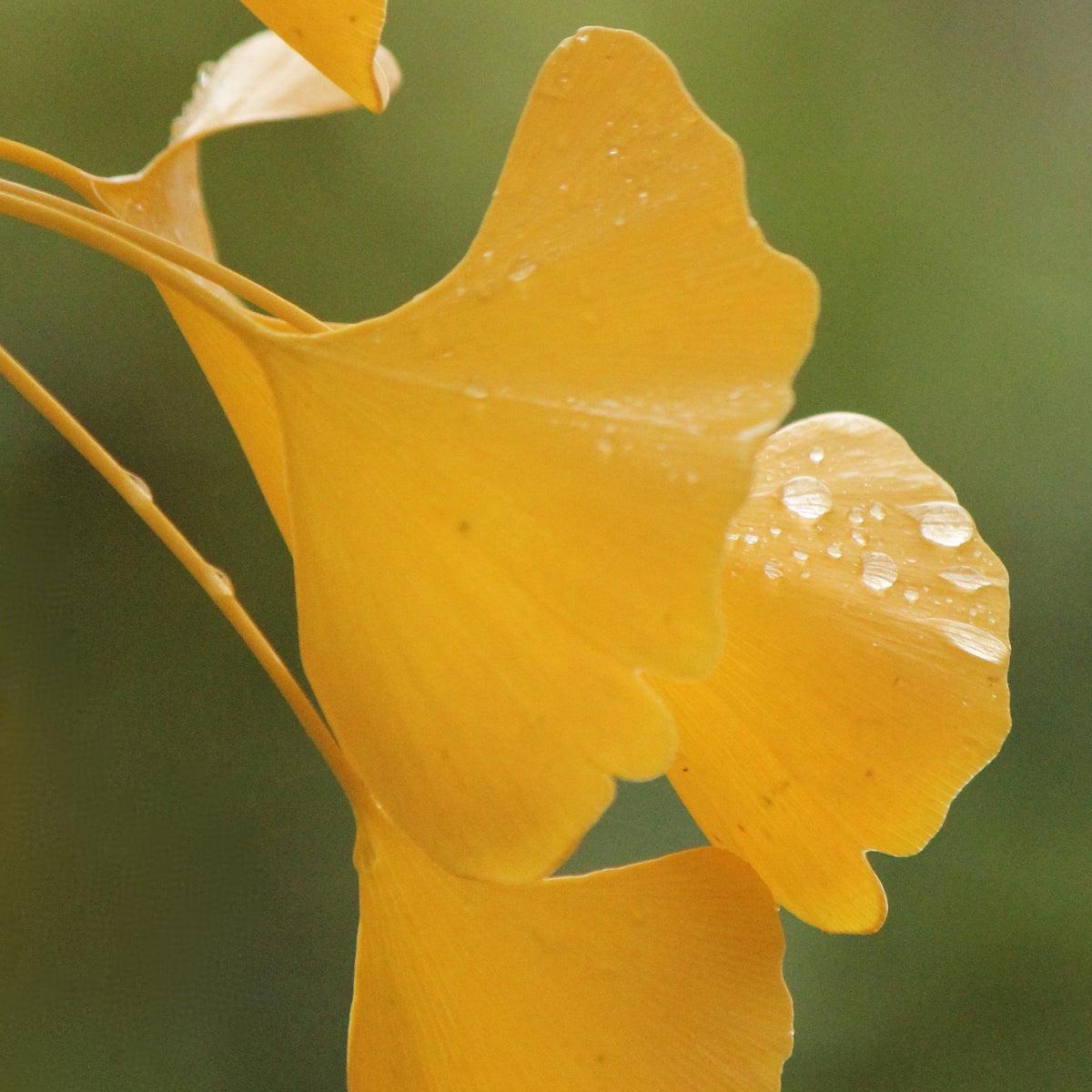 Ginkgo Biloba The President Single Stem - View 14 from www redcrocus com