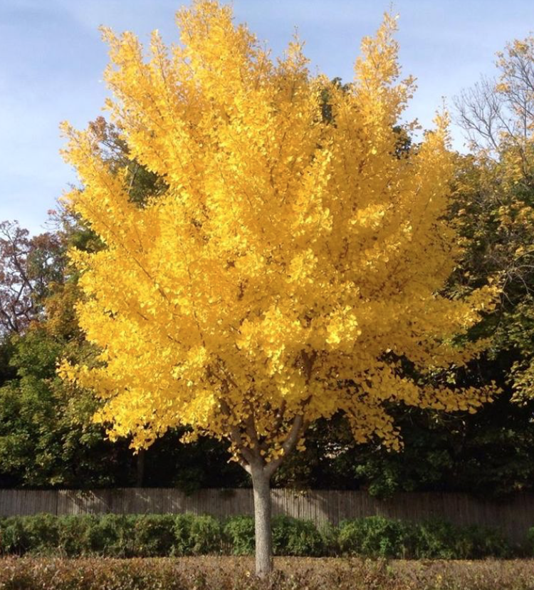 Ginkgo Biloba The President Single Stem - View 3 from www redcrocus com