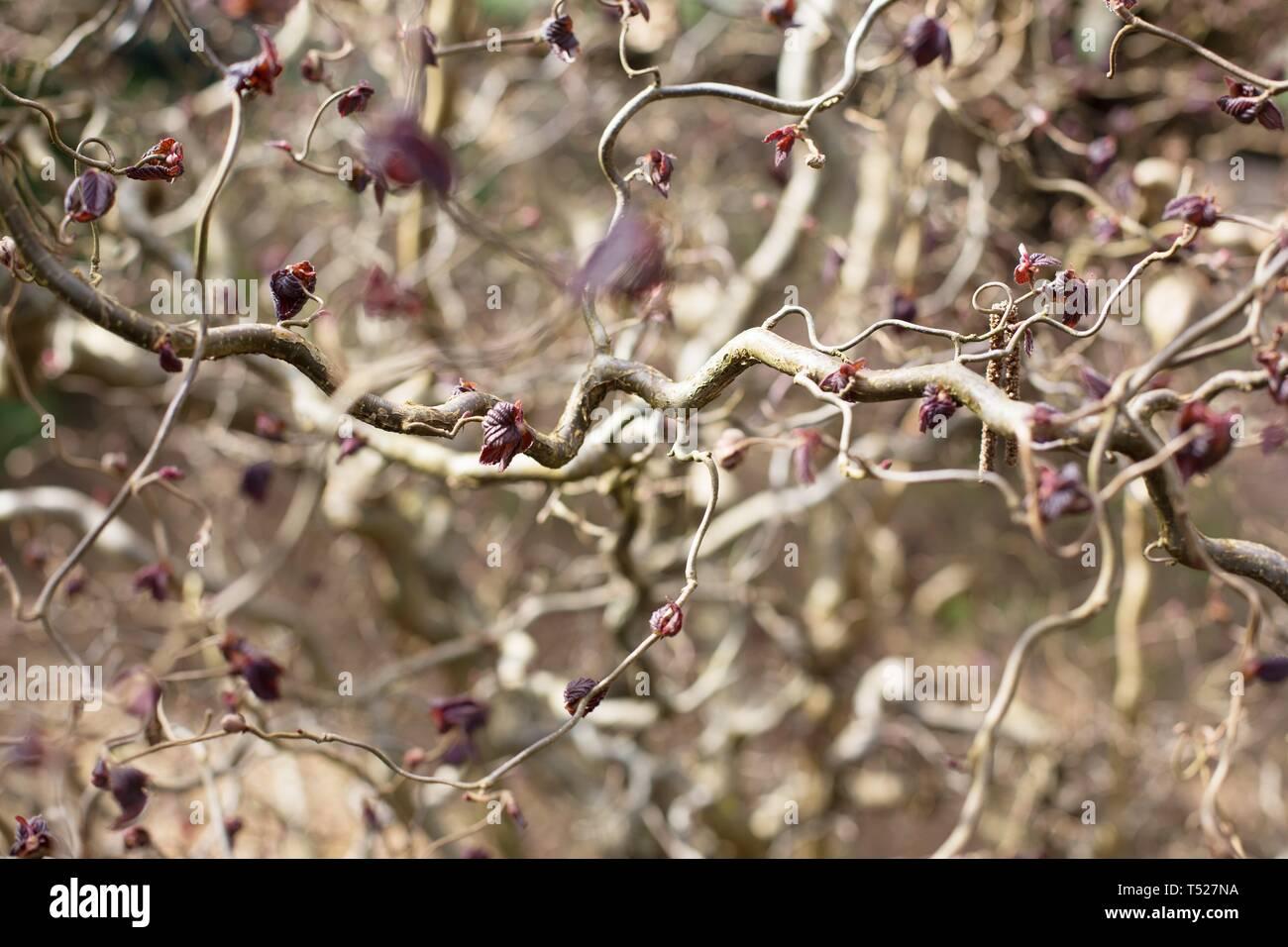 Corylus Avellana Red Dragon - View 10 from www redcrocus com
