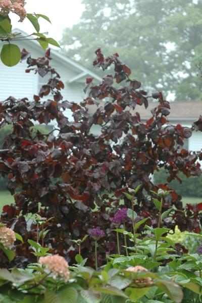 Corylus Avellana Red Dragon - View 12 from www redcrocus com