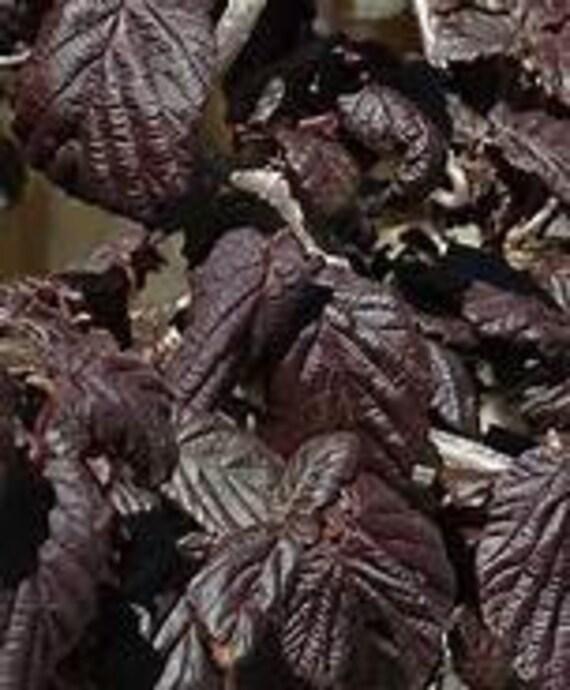 Corylus Avellana Red Dragon - View 14 from www redcrocus com