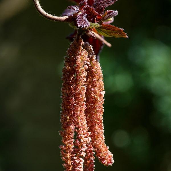 Corylus Avellana Red Dragon - View 15 from www redcrocus com