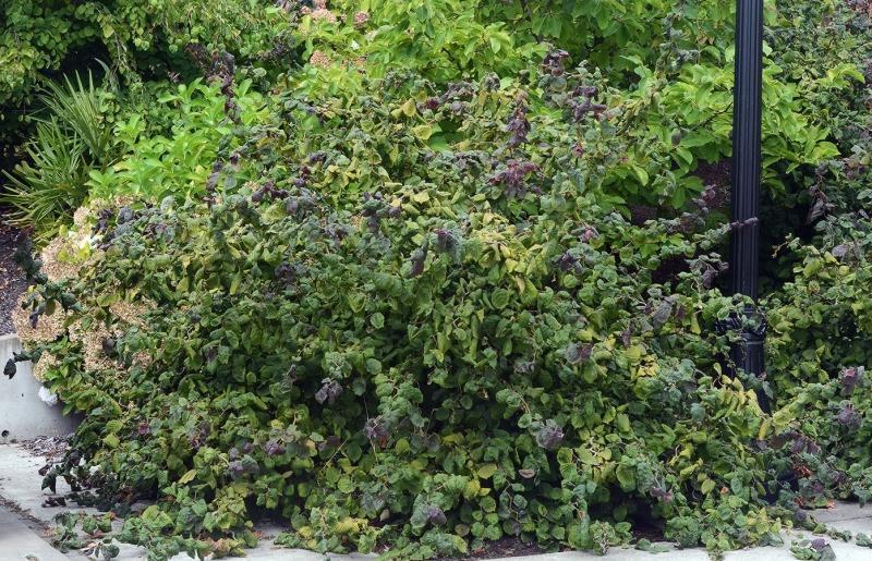 Corylus Avellana Red Dragon - View 16 from www redcrocus com