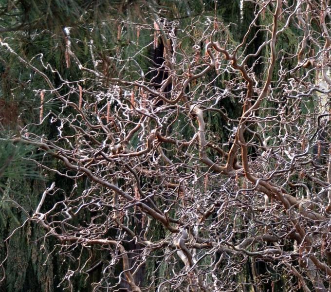 Corylus Avellana Red Dragon - View 17 from www redcrocus com
