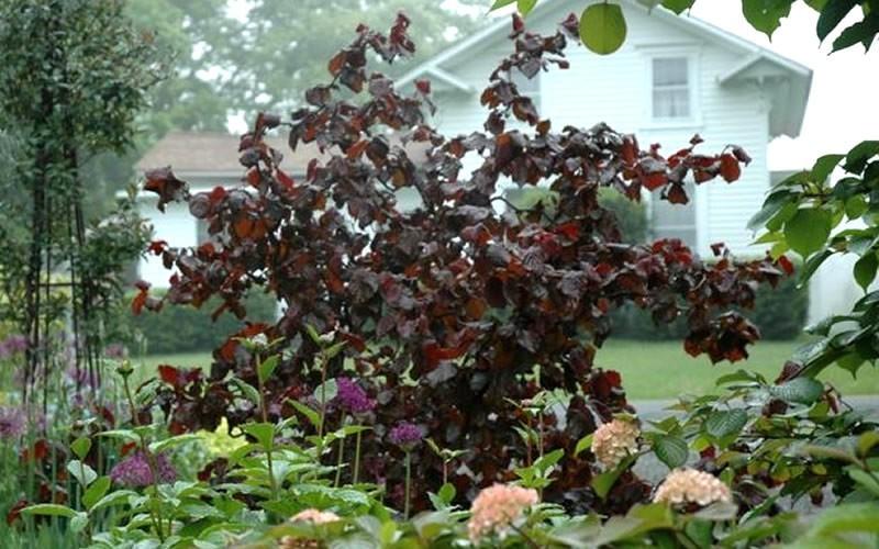 Corylus Avellana Red Dragon - View 18 from www redcrocus com