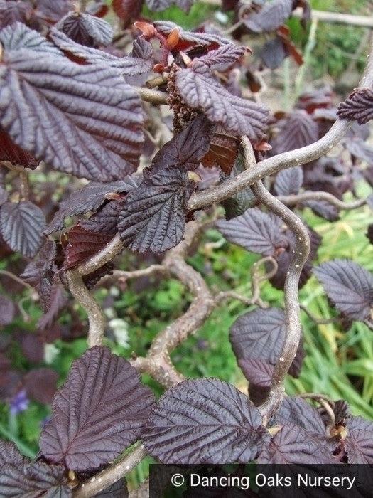 Corylus Avellana Red Dragon - View 1 from www redcrocus com