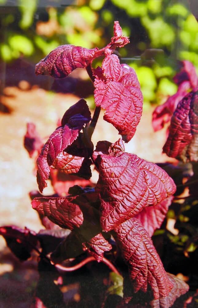 Corylus Avellana Red Dragon - View 2 from www redcrocus com