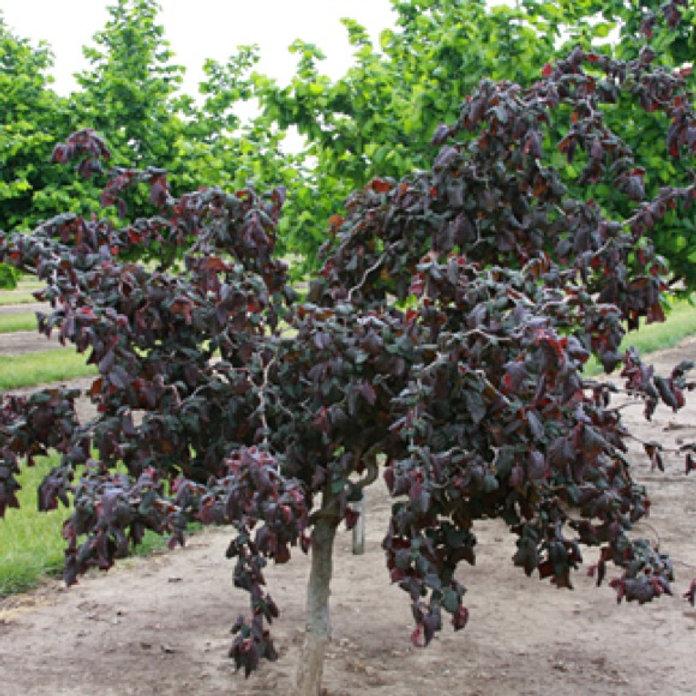 Corylus Avellana Red Dragon - View 3 from www redcrocus com