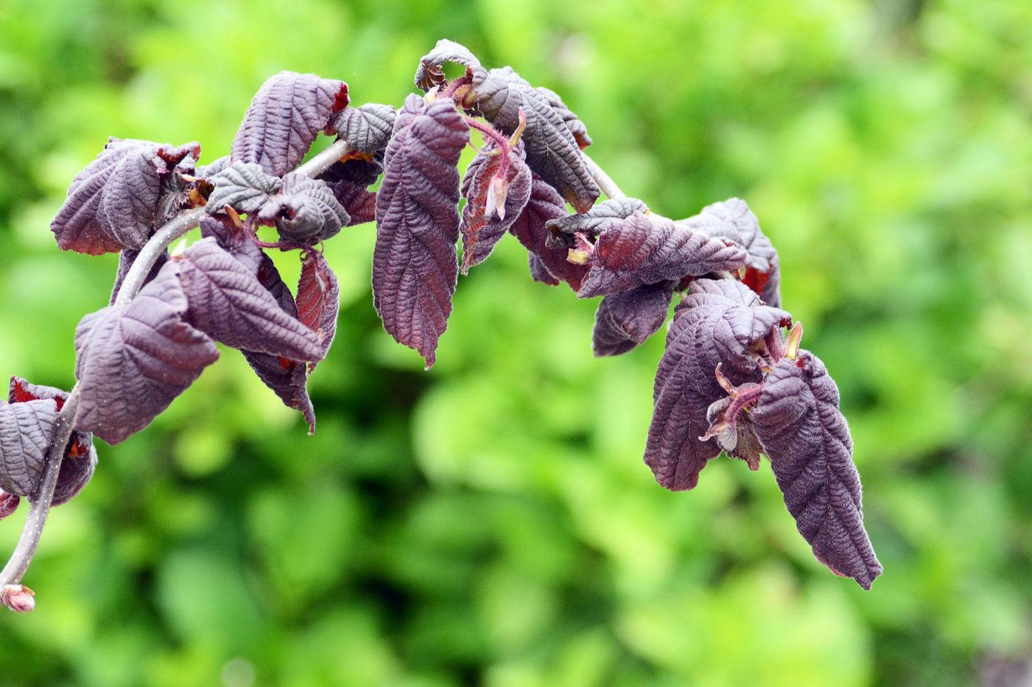 Corylus Avellana Red Dragon - View 4 from www redcrocus com