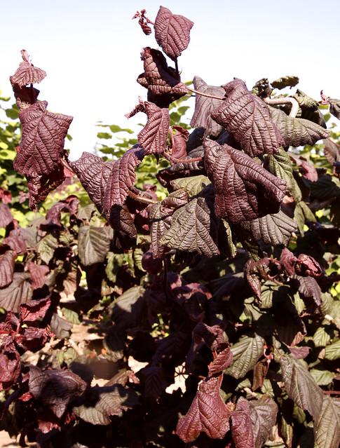 Corylus Avellana Red Dragon - View 5 from www redcrocus com