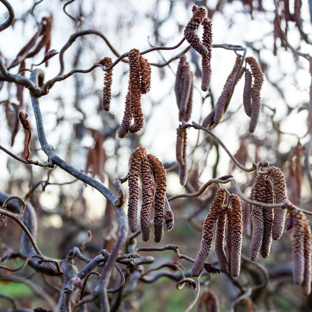 Corylus Avellana Red Dragon - View 6 from www redcrocus com