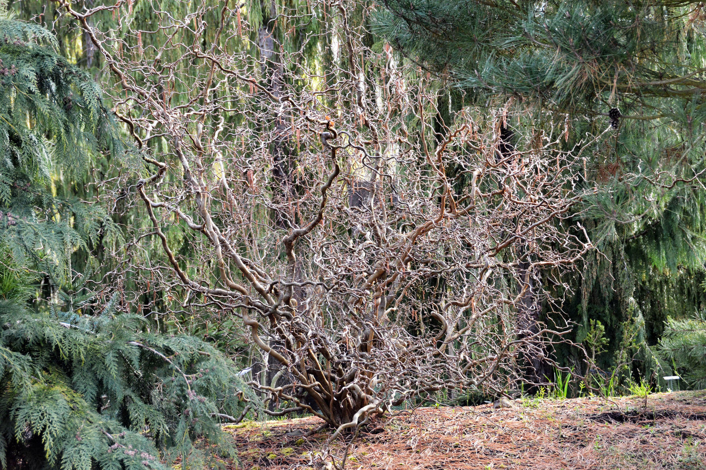 Corylus Avellana Red Dragon - View 7 from www redcrocus com