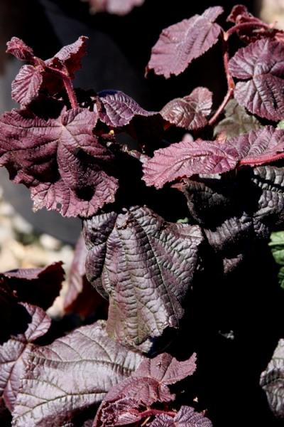 Corylus Avellana Red Dragon - View 8 from www redcrocus com