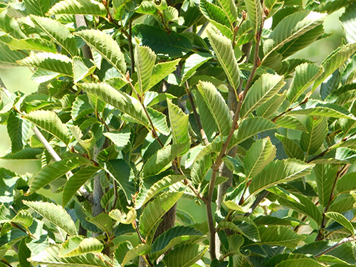 Carpinus Betulus Fastigiata Low Branch - View 17 from www redcrocus com