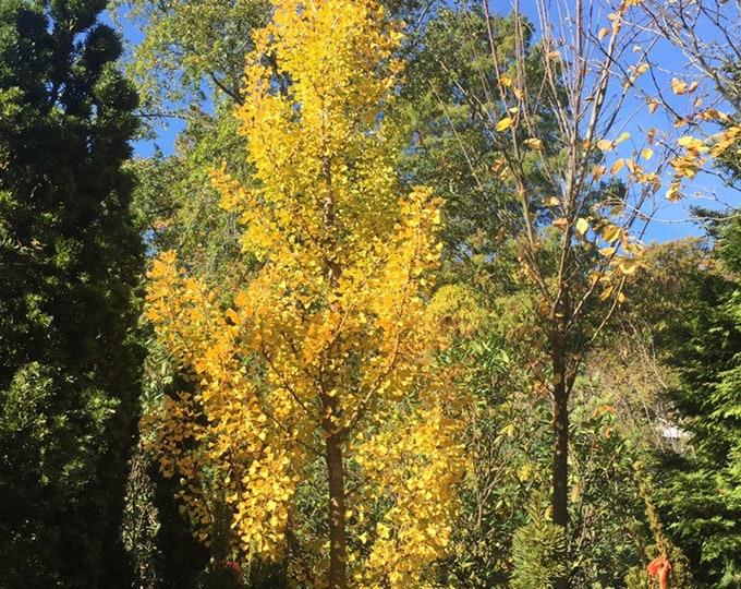 Ginkgo Biloba Columnar Single Stem - View 10 from www redcrocus com